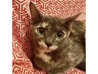 Adopt Piccadilly a Domestic Short Hair
