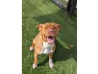 Adopt Little Debbie 286-24 a Pit Bull Terrier, Mixed Breed