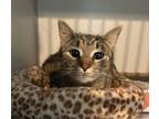 Adopt Chilli a Domestic Short Hair, Tabby