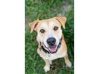 Adopt Dixie a Black Mouth Cur