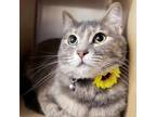 Adopt Naira a Domestic Short Hair, American Shorthair