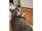 Adopt Neffie a Domestic Short Hair