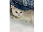 Adopt Snow a Domestic Short Hair