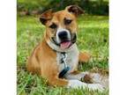 Adopt Ramona a Boxer, Mountain Cur