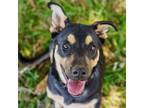 Adopt Ella a German Shepherd Dog, Labrador Retriever