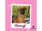 Adopt Avenger Litter: Romanoff a Labrador Retriever, Chow Chow
