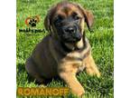 Adopt Avenger Litter: Romanoff a Labrador Retriever, Chow Chow