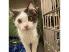 Adopt Rainbow Brite a Domestic Short Hair