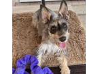 Adopt Leah Marie a Schnauzer, Yorkshire Terrier