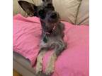 Adopt Leah Marie a Schnauzer, Yorkshire Terrier