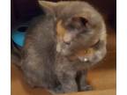 Adopt Smokey Jo a Domestic Short Hair