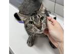 Adopt Isadorable a Domestic Short Hair