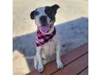 Adopt Sparkles a Mixed Breed