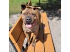 Adopt 0168-D24 a Shar-Pei