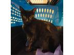 Adopt Utah a Domestic Short Hair