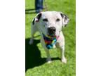 Adopt Bree a Dalmatian