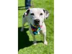 Adopt Bree a Pit Bull Terrier