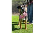 Adopt Guinevere a Shepherd