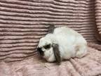 Adopt Eliza Schuyler Hamilton LOUISVILLE a Lop Eared