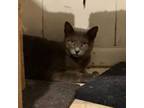 Adopt Grey female a American Shorthair