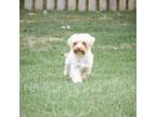 Cavapoo Puppy for sale in Clear Spring, MD, USA