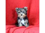 Yorkshire Terrier Puppy for sale in Butler, MO, USA