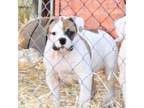 Olde Bulldog Puppy for sale in Chester, IL, USA