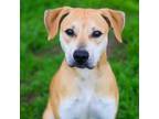 Adopt Louise Keeley 24-03-055 a Black Mouth Cur, Shepherd