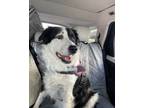 Adopt Sophie a Border Collie