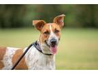 Adopt Julia a Australian Cattle Dog / Blue Heeler, Hound