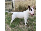 Adopt Tonya a Bull Terrier