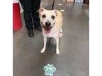 Adopt Birch-AmmonStray-sr1024 a Black Mouth Cur, Terrier