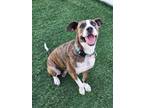 Adopt Butterscotch a Pit Bull Terrier, Mixed Breed