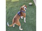 Adopt Tilly a American Foxhound, Treeing Walker Coonhound