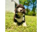 Mutt Puppy for sale in Atkins, AR, USA