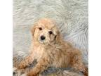 Mutt Puppy for sale in Clifton, KS, USA
