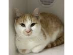 Adopt Alyce0 a Domestic Short Hair