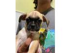 Adopt Morgana a Pug