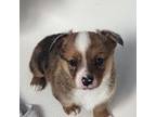Cardigan Welsh Corgi Puppy for sale in Arlington, WA, USA