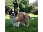 Saint Bernard Puppy for sale in Green Forest, AR, USA