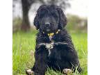 Mutt Puppy for sale in Knoxville, TN, USA