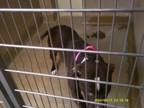 Adopt Diamond a Mixed Breed