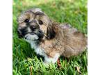 Havachon Puppy for sale in Spring Hill, FL, USA