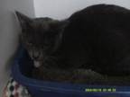 Adopt Ikora a Domestic Short Hair