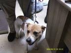 Adopt Bella a Mixed Breed