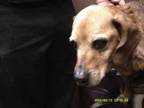 Adopt Beatrice a Mixed Breed, Hound