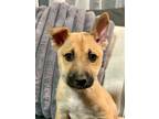 Adopt Pippa a Shiba Inu