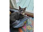 Adopt Chuka a Domestic Short Hair