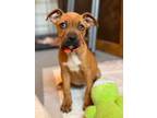 Adopt Lolli a Boxer, American Staffordshire Terrier