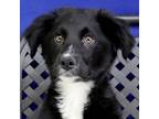 Adopt Rainey a Border Collie